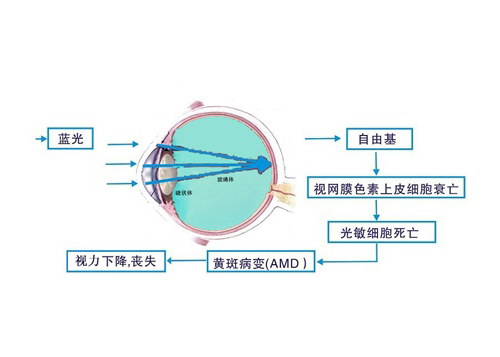 防蓝光保护膜的介绍